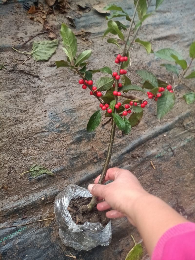 北美冬青盆栽特色带红果