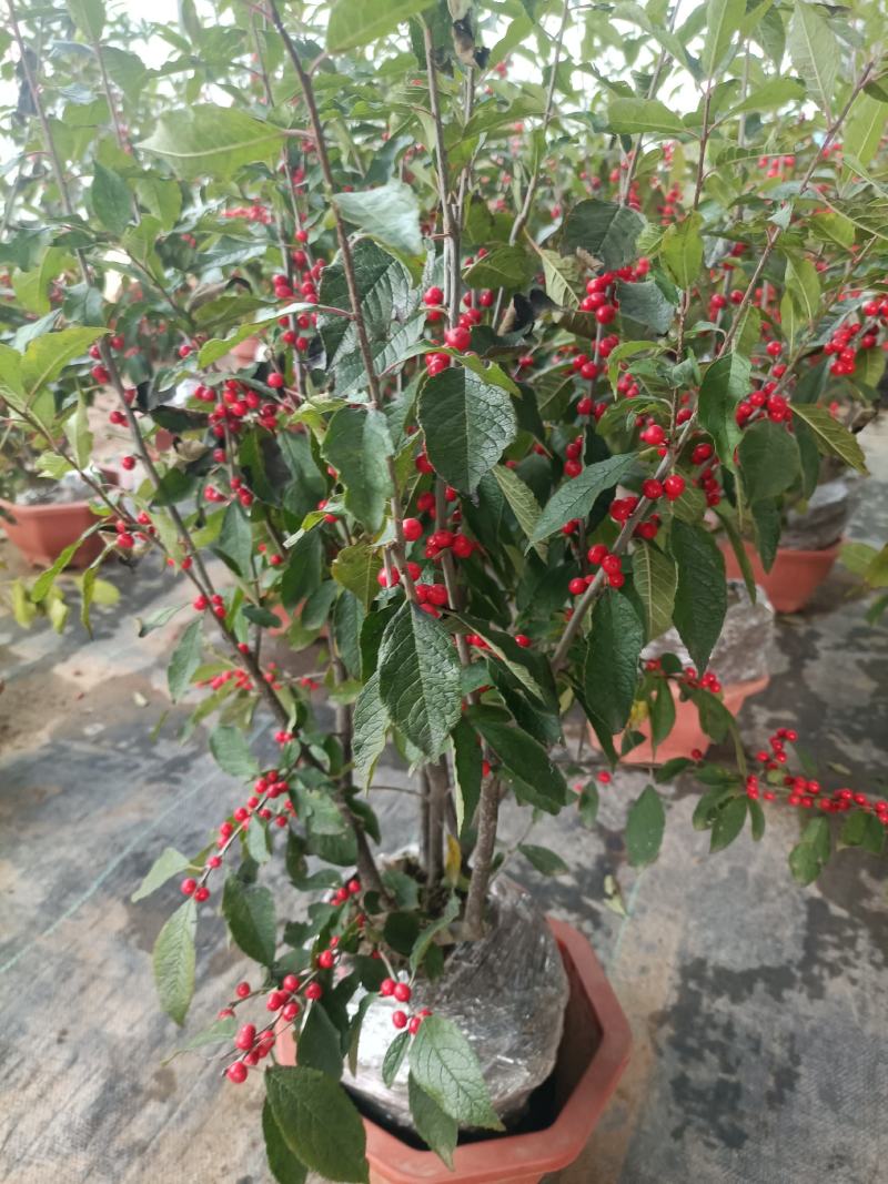 北美冬青盆栽特色带红果
