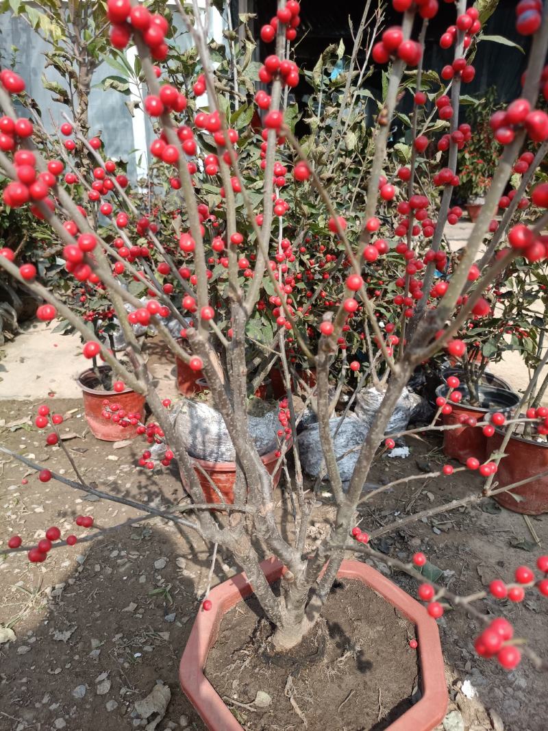 北美冬青盆栽特色带红果