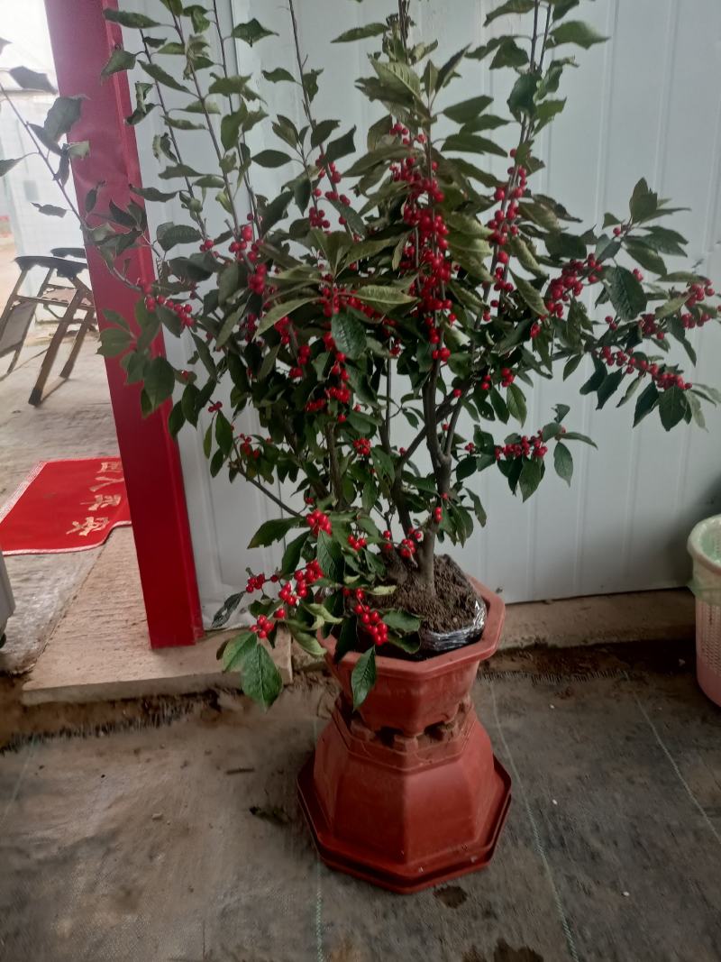 北美冬青盆栽特色带红果