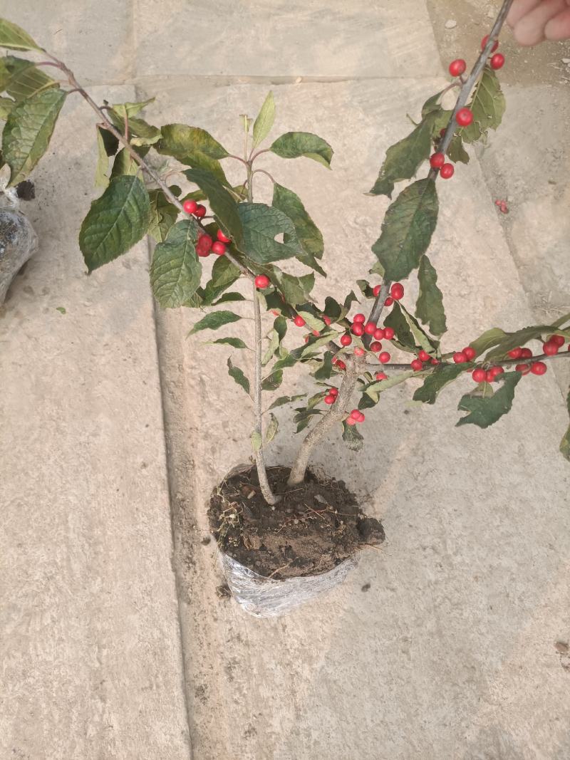 北美冬青盆栽特色带红果