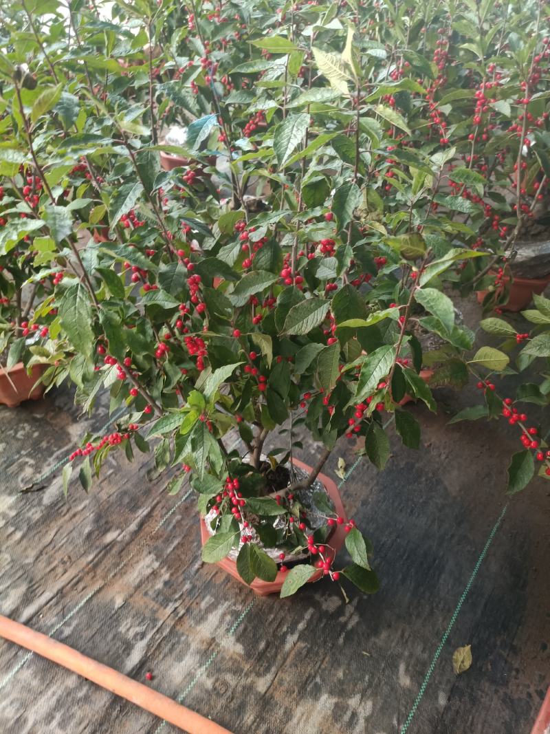 北美冬青盆栽特色带红果