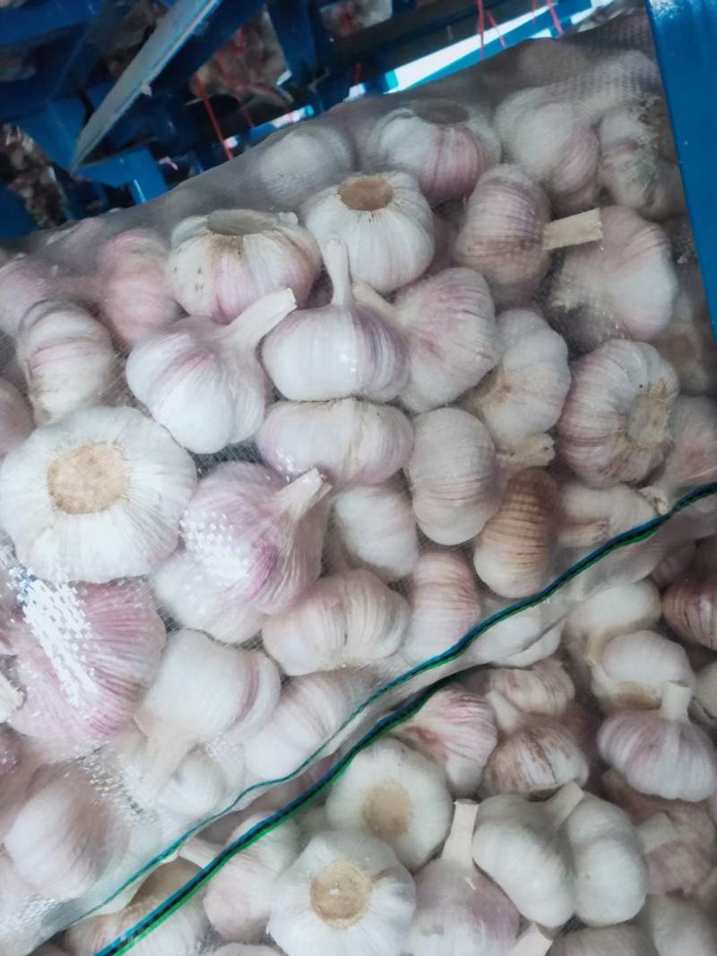 邳州大蒜，常年供应国内外市场，货源充足，
