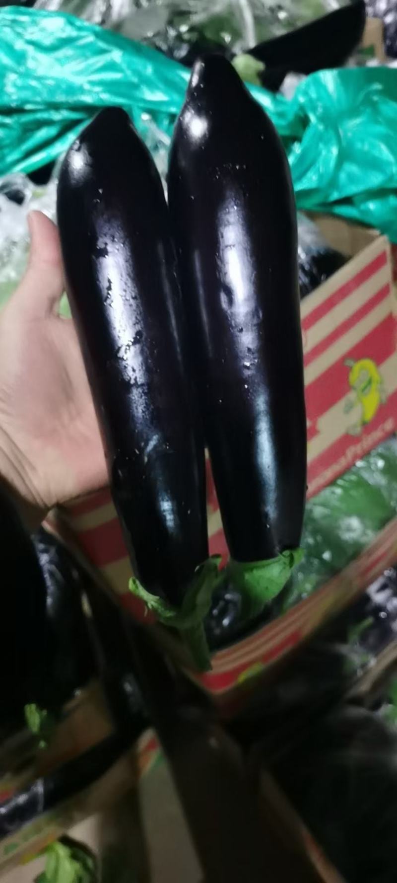 山东精品黑茄，质量优等，无坏货，全国发货，个头均匀