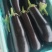山东精品黑茄，质量优等，无坏货，全国发货，个头均匀