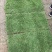 四季青