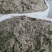 茵陈，正品绵茵陈新货质量保证经营各种中药材欢迎咨询选购！