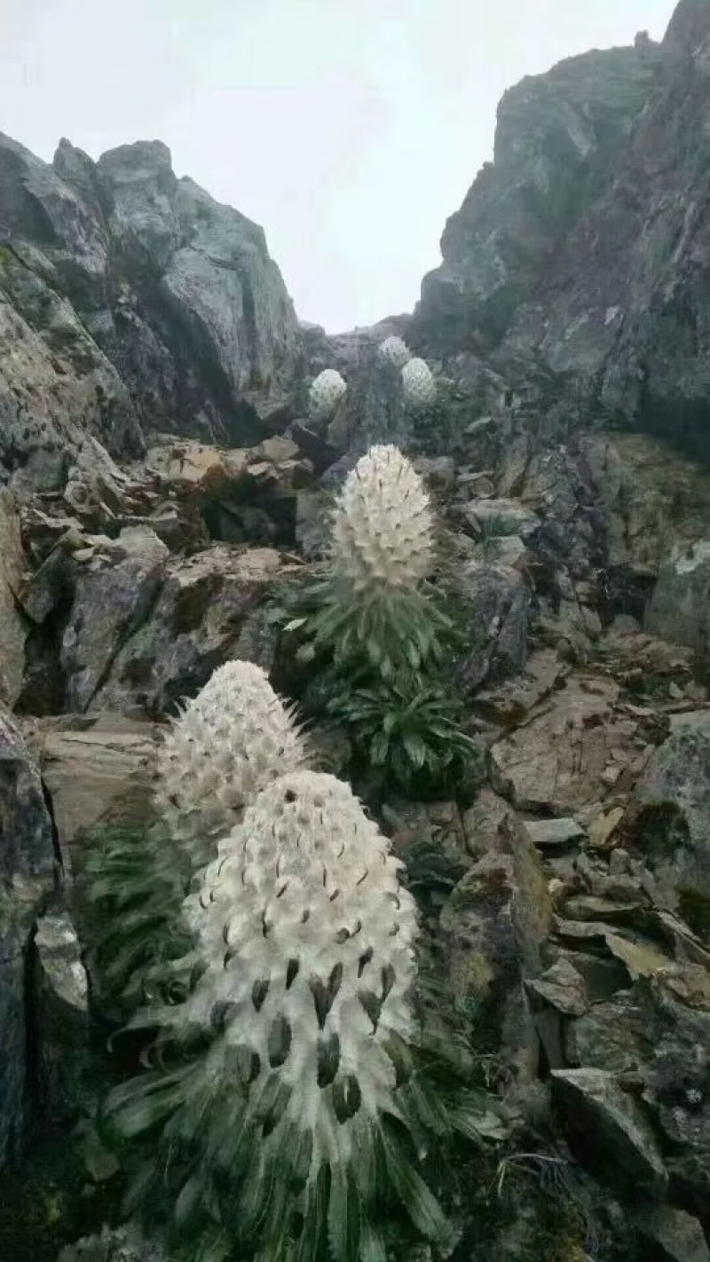 雪莲花