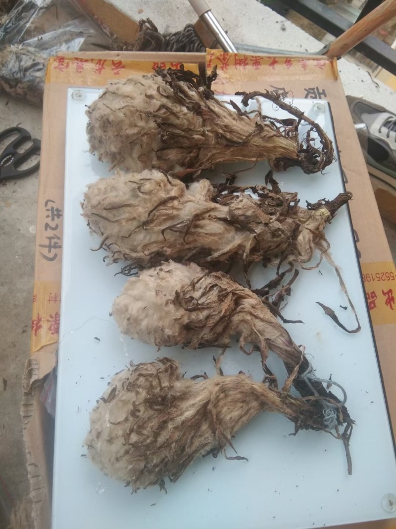 雪莲花