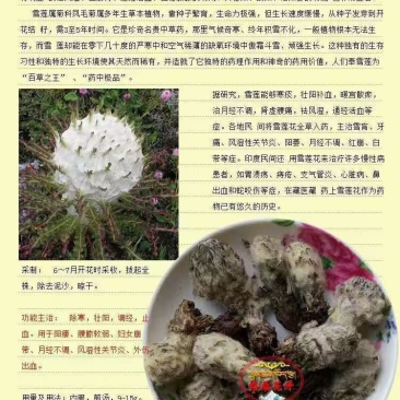 雪莲花