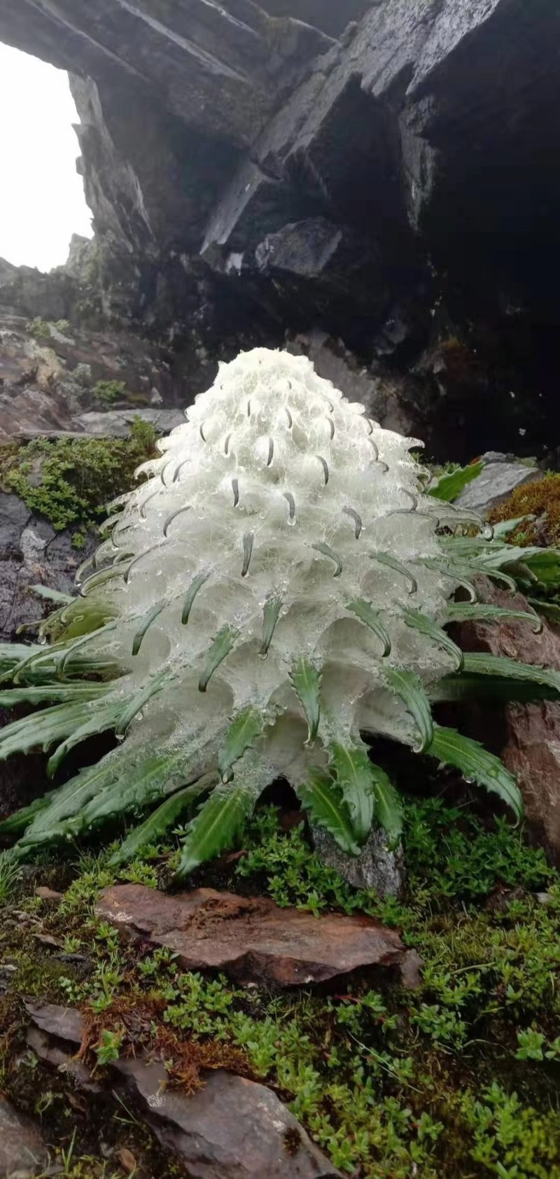 雪莲花