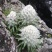 雪莲花