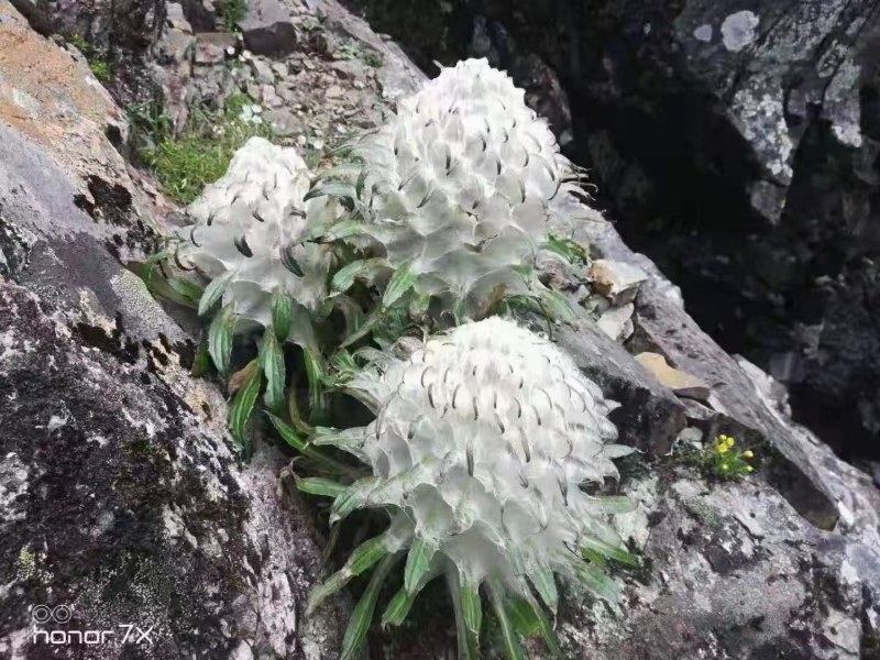 雪莲花