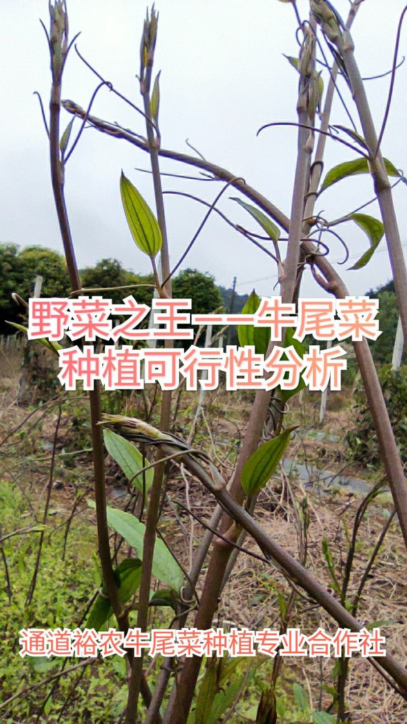 牛尾菜改良品种两年苗(注：不是野生品种苗)