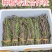 牛尾菜改良品种两年苗(注：不是野生品种苗)