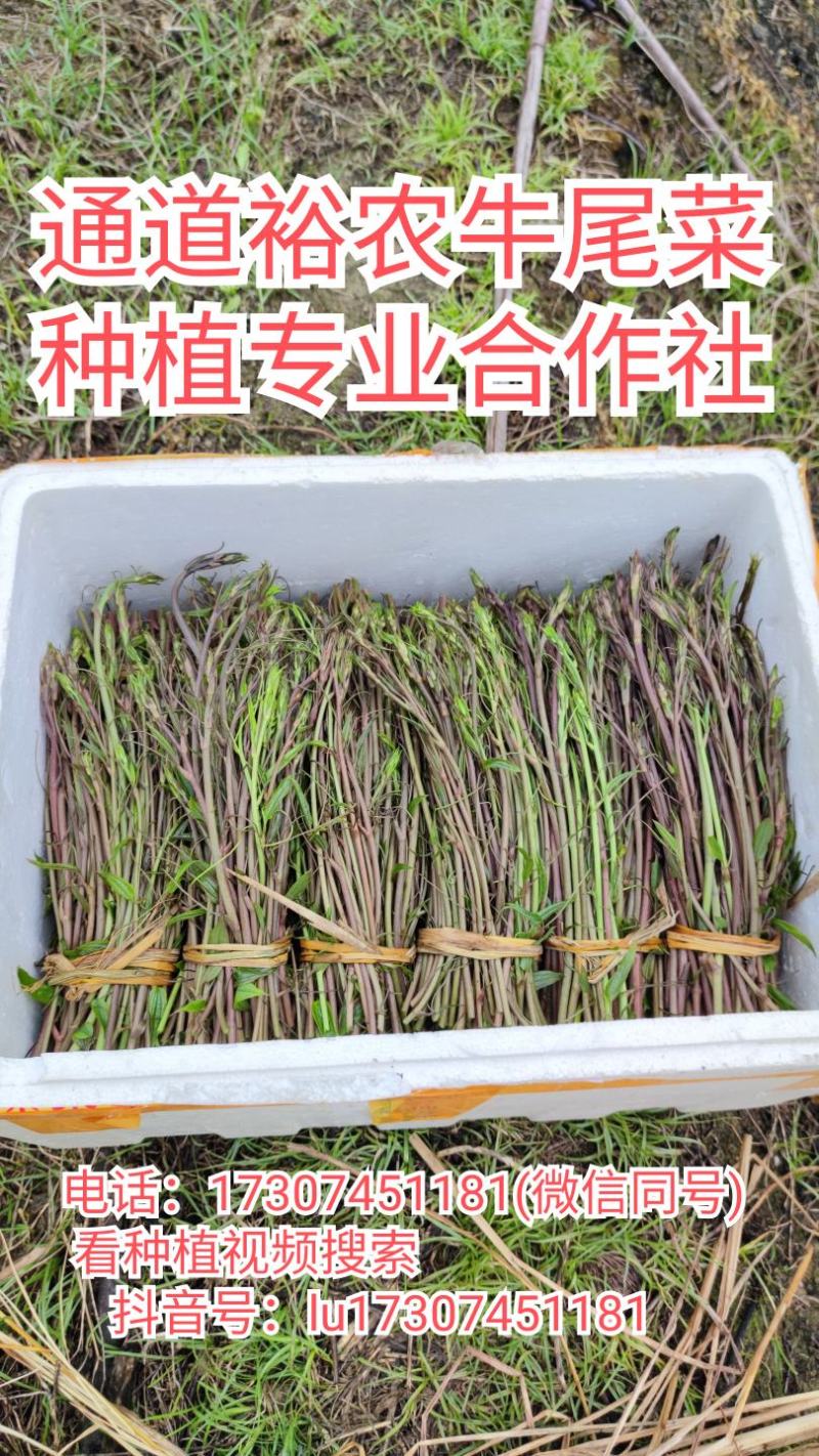 牛尾菜改良品种两年苗(注：不是野生品种苗)
