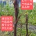 牛尾菜改良品种两年苗(注：不是野生品种苗)