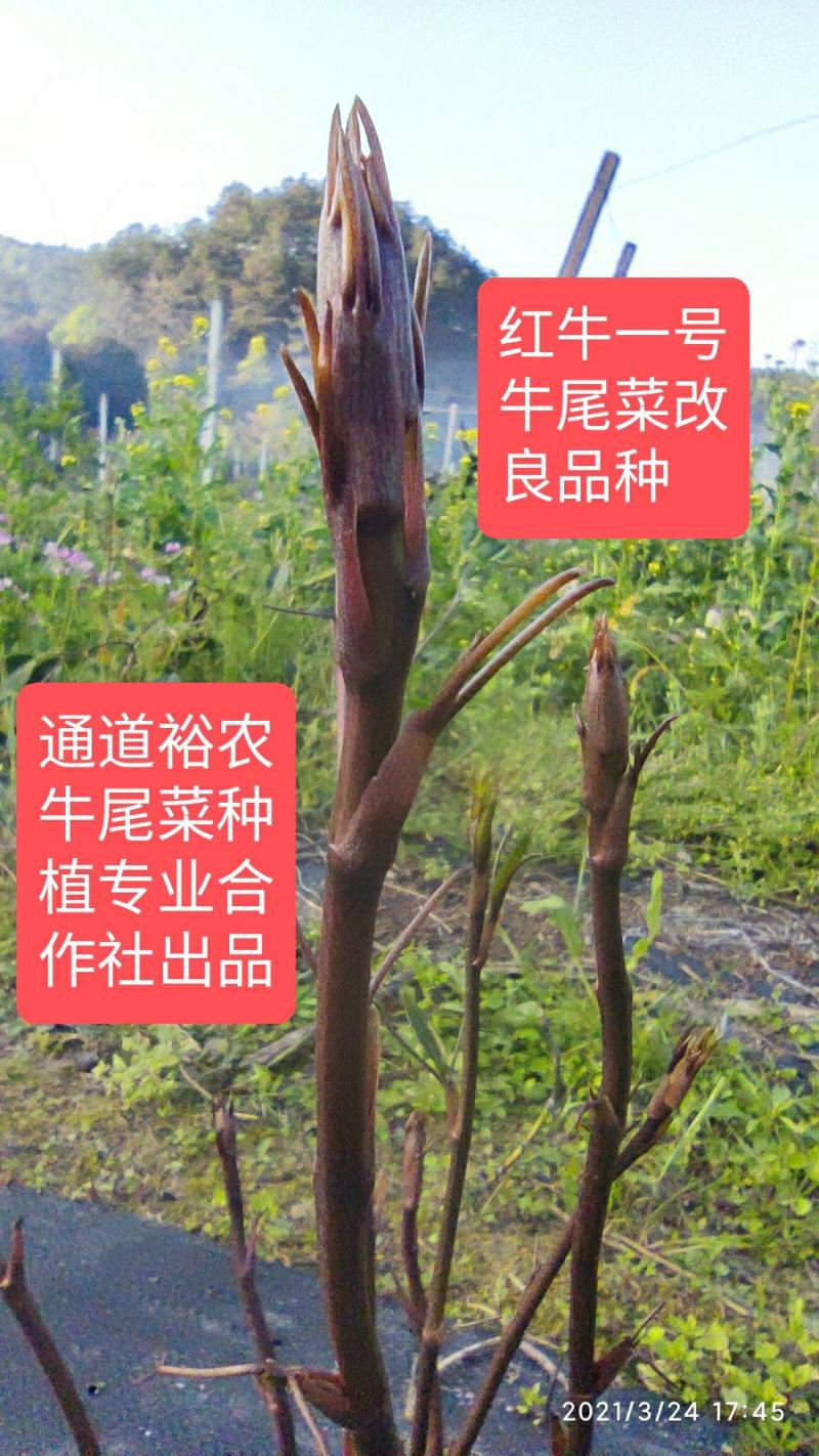 牛尾菜改良品种两年苗(注：不是野生品种苗)