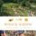 野生蜂蜜纯正天然洋槐蜜正宗土蜂蜜农家自产自销百花蜜原味