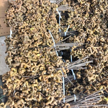 拐枣万寿果鸡爪梨金钩梨批发全国供应可承接电商一件代发