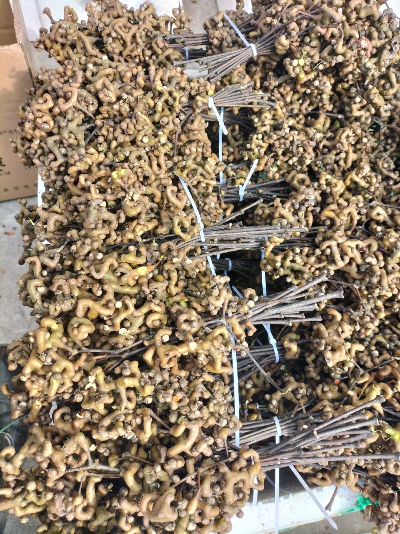 拐枣万寿果鸡爪梨金钩梨批发全国供应可承接电商一件代发