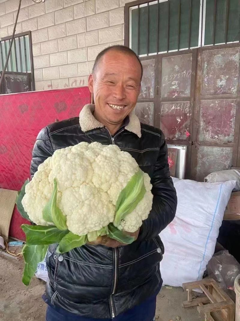 菜花种台松68，半实花，产量特高，种子不多，便宜卖了