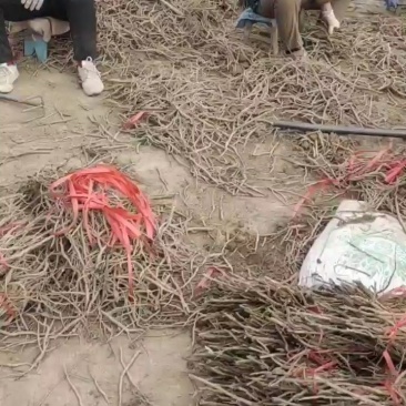 油用牡丹苗2年苗3年苗山西运城自产自销
