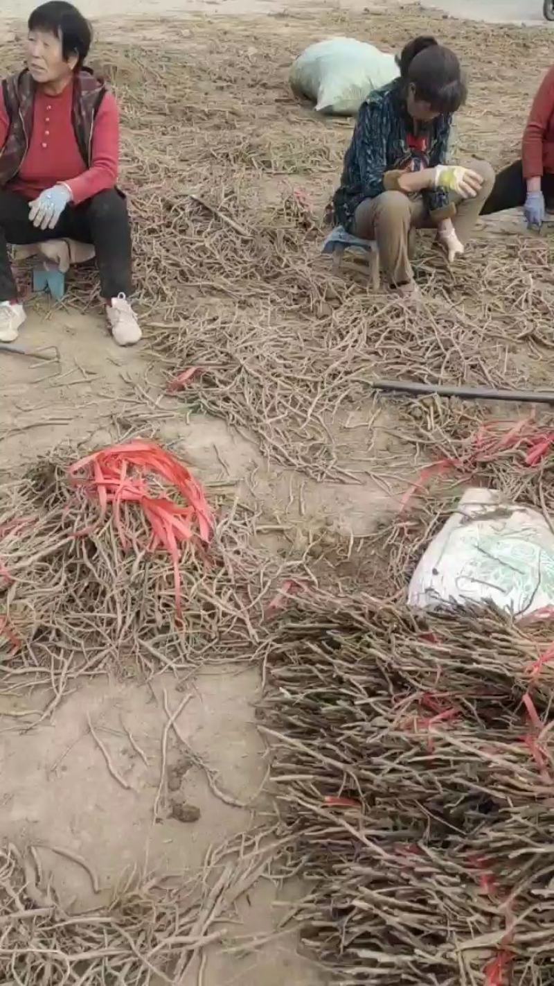 油用牡丹苗2年苗3年苗山西运城自产自销