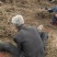 油用牡丹苗2年苗3年苗山西运城自产自销