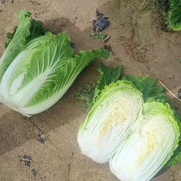 欢迎各位老板选购来自黄土高原的黄心大白菜