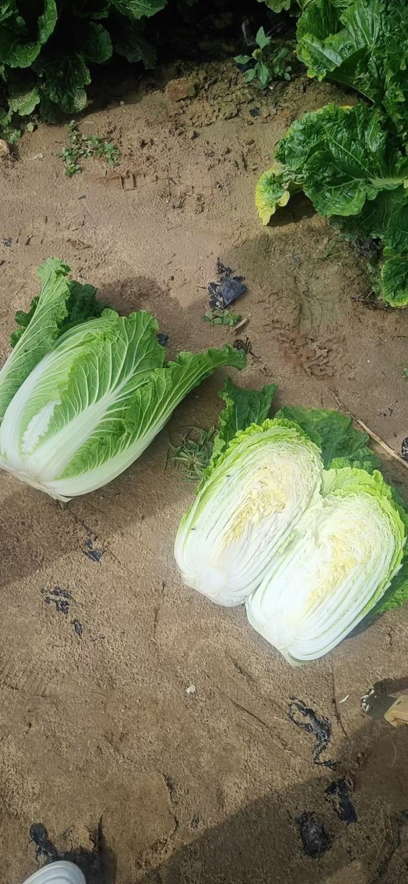欢迎各位老板选购来自黄土高原的黄心大白菜