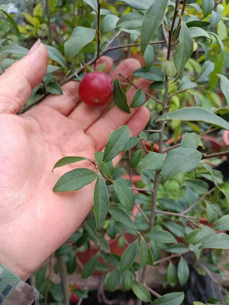 原生小叶结果金弹子