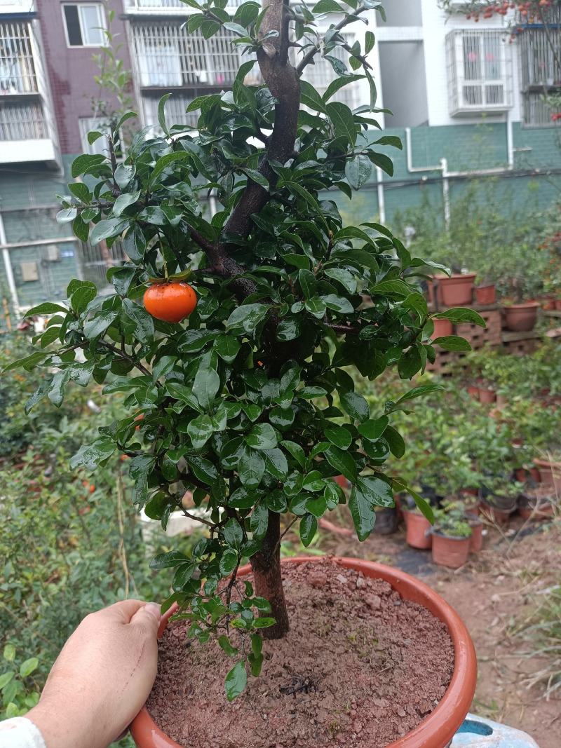 原生小叶结果金弹子