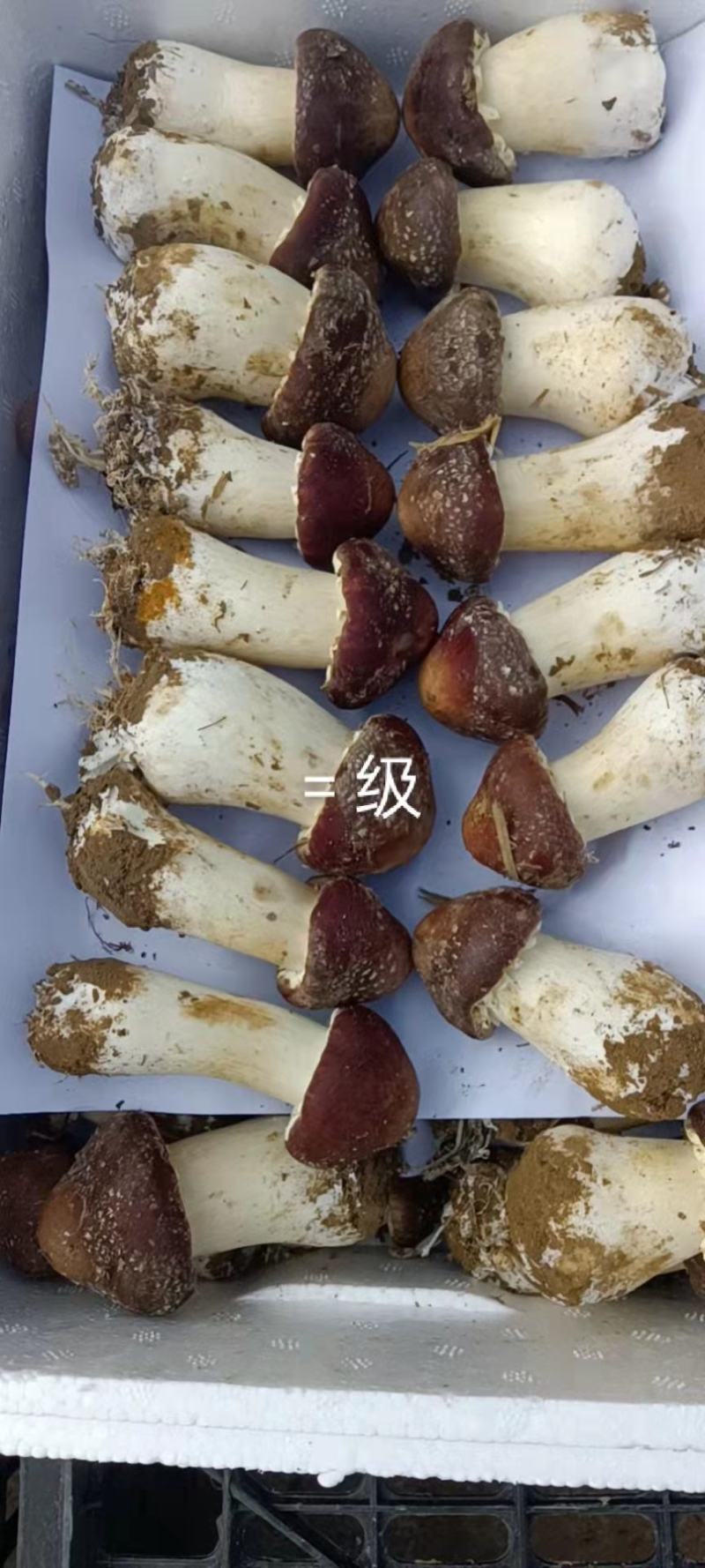 大球盖菇/赤松茸人工栽培
