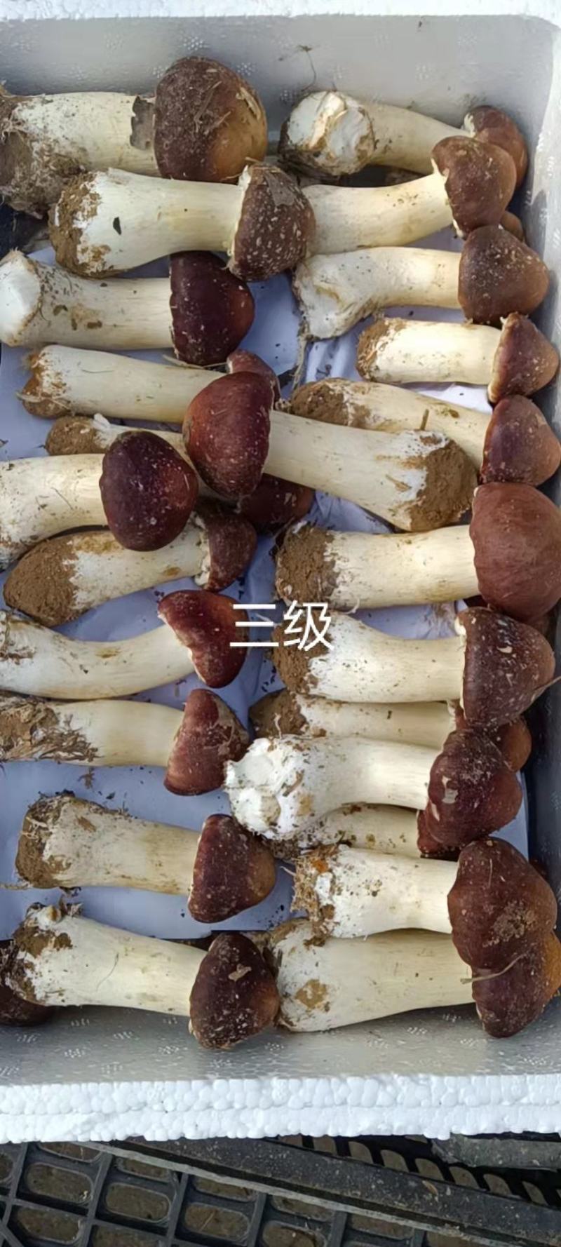 大球盖菇/赤松茸人工栽培