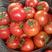 山东优质硬粉西红柿大量上市保证质量，价格公道，欢迎选购。