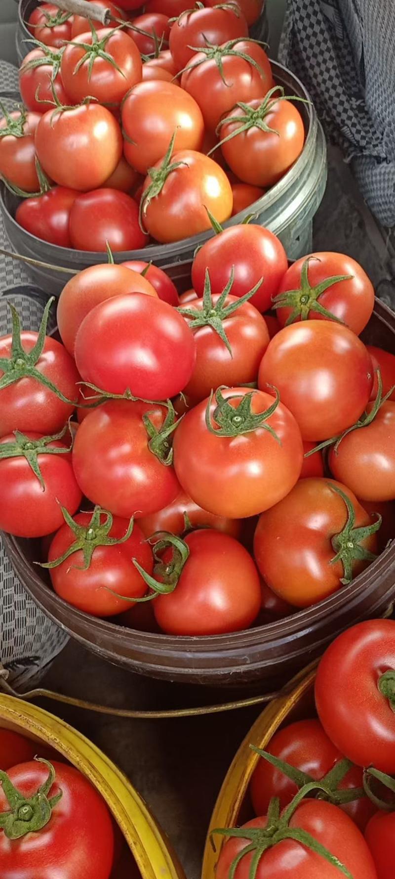 山东优质硬粉西红柿大量上市保证质量，价格公道，欢迎选购。