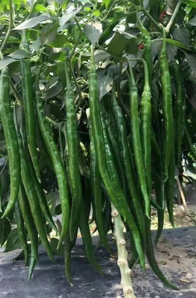 线椒苗，纯基质穴盘苗，苗场直供，基地专用，商品性强