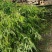 刚竹2-7毛竹5-10公分大量出售