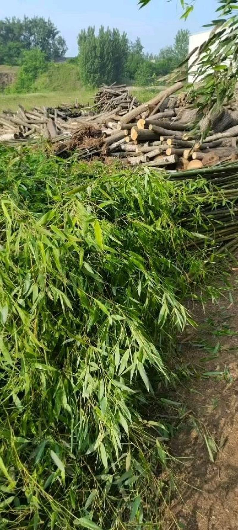 刚竹2-7毛竹5-10公分大量出售