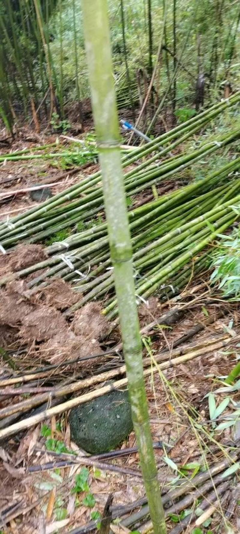 刚竹2-7毛竹5-10公分大量出售