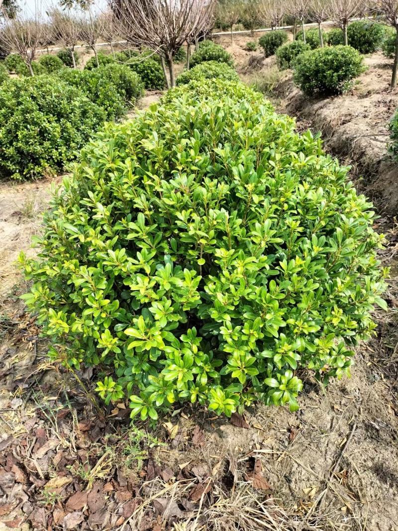 热销精品大量优惠供应海桐球1-3米