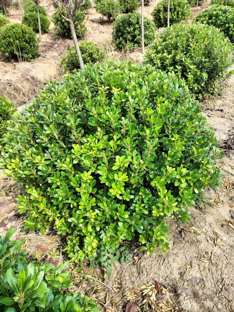 热销精品大量优惠供应海桐球1-3米