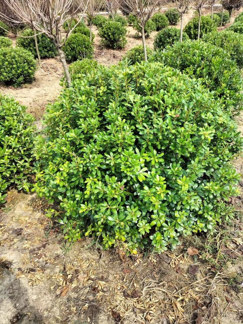 热销精品大量优惠供应海桐球1-3米