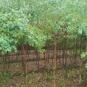 热销品种大量乌桕2-20公分，丛生乌桕