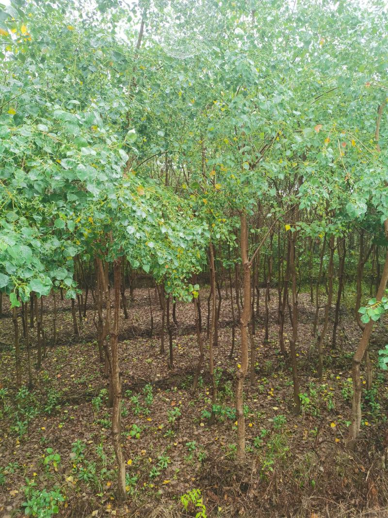 热销品种大量乌桕2-20公分，丛生乌桕
