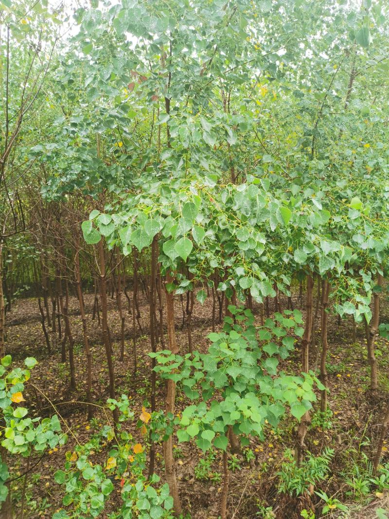 热销品种大量乌桕2-20公分，丛生乌桕