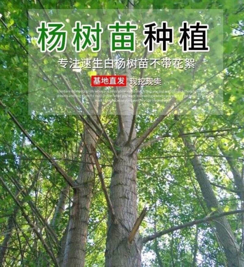 杨树苗速生杨树苗规格齐全雄性无飞絮基地直供成活率高价格低