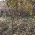 黄栌苗3公分到4公分价格优惠数量多规格齐全