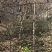 黄栌苗3公分到4公分价格优惠数量多规格齐全
